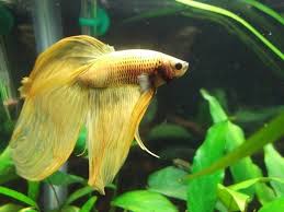The Genetics Of Betta Fish Tail Types My Aquarium Club Betta Aquarium Betta Fish Betta