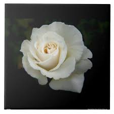 Black And White Rose Background White Rose Black Background Ceramic Tile Zazzle Com In 2020 White Rose Flower White Roses Rose Color Meanings