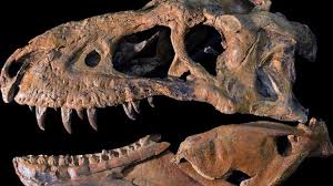 Check spelling or type a new query. New Mexico Museum Of Natural History And Science Albuquerque Nm 87104