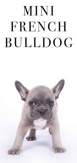 No matter which part of austin you reside and searching for an immaculate french bulldog puppy, look no further. Mini French Bulldog A Guide To The Teacup Sized Miniature Frenchie