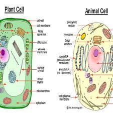 Labeled diagram of a plant and animal cell. Structure Of Animal And Plant Cell Download Scientific Diagram