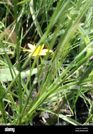 Image result for Hypoxis angustifolia