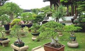 We did not find results for: Indahnya Taman Bulgeria Art Bonsai Di Panca Rijang Sidrap Celebes