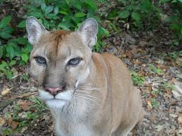 Check spelling or type a new query. Puma Katze Tierwelt Kostenloses Foto Auf Pixabay