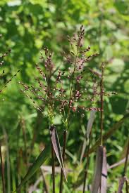 Image result for Microstegium fasciculatum