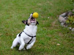 We interviewed a number of dog walkers before choosing to go with tlc. Pin On Motion