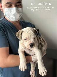 PURE Breed American Bulldogs Philippines