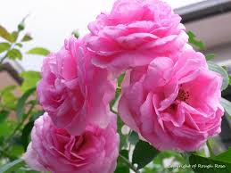 We did not find results for: Wallpaper Hd Gambar Wallpaper Bunga Mawar Bergerak A1 Wallpaperz For You Fashionsista Co