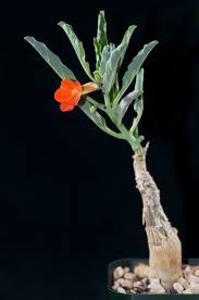 Image result for Pterodiscus aurantiacus