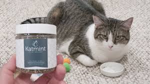 It may also work with kitties that do not. Cats Try Silvervine For The First Time Silver Vine For Cats Youtube