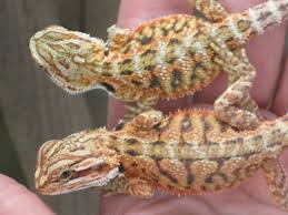 Very red bearded dragon petsmart. Petsmart Very Red Pics Meet And Watch Atreyu Grow Bearded Dragon Org