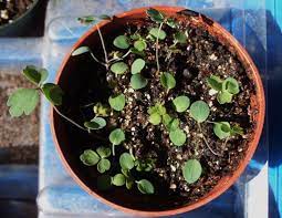 Pin On Gardening