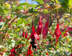 We did not find results for: Do You Have One Of These Blooming Machines In Your Garden Heraldnet Com