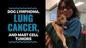 (lung cancer, especially in younger dogs, is aggressive and can. Signs Your Dog Has Lung Cancer The Best Treatments Options For Your Dog Vlog 104 Youtube