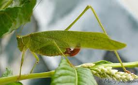 Male fork tailed bush katydid. Fork Tailed Bush Katydid Scudderia Furcata Bugguide Net
