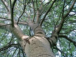 Image result for Populus ×  canescens