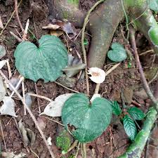 Image result for Nervilia