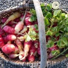 Oca Du Perou Le Godet Hortiflor Bureau Oca Du Perou Legumes Anciens Alimentation