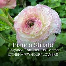 Image result for Ranunculus stagnalis