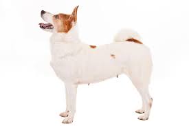 The norrbottenspets, also known as the norrbottenspitz, the nordic spitz and the pohjanpystykorva, is a breed of spitz type dog from sweden. Norrbottenspets Dog Breed Information American Kennel Club
