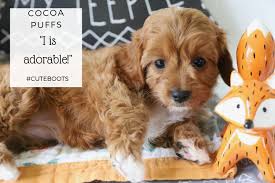 Parents are akc/ckc registered with dna and 3 generation pedigrees. Cavapoo Breeders Near Nc