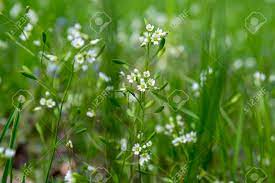 Pampas grass is tolerant of wind and drought. Draba Verna Group Of Early Spring Tiny White Wild Flowers In Bloom In The Grass Stock Photo Picture And Royalty Free Image Image 86495313