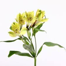 Discover recipes, home ideas, style inspiration and other ideas to try. Wholesale Flowers Kittelberger Florist Rochester Webster Ny
