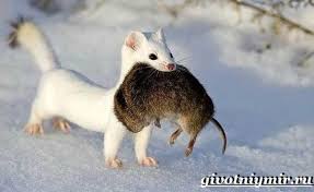Maybe you would like to learn more about one of these? Male Predatorske Zviera Co Sa Zivia Pohananim V Prirode