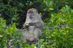 Check spelling or type a new query. Monyet Ekor Panjang Macaca Fascicularis Monyet Populer Alamendah S Blog