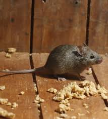 Ne les laissez pas se reproduire, il faut agir. Du Platre De La Farine Et De L Eau Un Raticide Economique