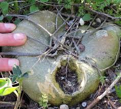 Image result for Kedrostis nana