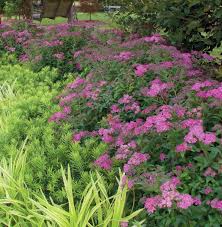 Image result for Spiraea bumalda