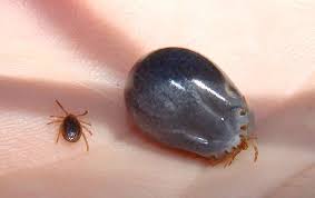 Le corps humain est constitué de plusieurs systèmes (nerveux, digestif, etc.), ainsi que de 206 os et 639 muscles dont 570 sont des muscles squelettiques. Decouvrez Les 8 Pires Parasites Du Corps Humain