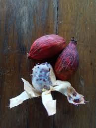 Image result for Aframomum mala