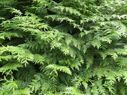 Image result for didymascella thujina