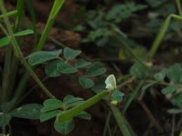 Image result for Tephrosia pumila