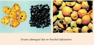 There may be no direct harm from eating the odd insect that has found its way into your food pest management programmes should focus on prevention, detection and early elimination of insect infestations using integrated pest management methods. Stored Grain Pests And Their Control Vikaspedia