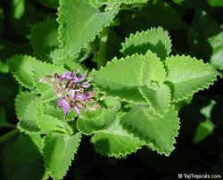 Image result for Coleus amboinicus