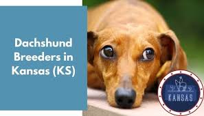 Search for puppies for sale in ireland. 9 Dachshund Breeders In Kansas Ks Dachshund Puppies For Sale Animalfate