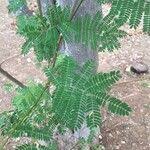 Image result for Albizia brevifolia