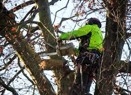 Professional Tree Surgeon Cork | Cork Tree Services