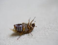 Braune kleine käfer im schlafzimmer. Kleine Braune Kafer Im Schlafzimmer Klassifizierung Und Bekampfung
