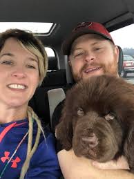 Exactly 1 year ago today we collected this BIG fluff ball from Scotland,  having just arrived from Romania,and took him home to N.Ireland. He was a  handful to start off with being