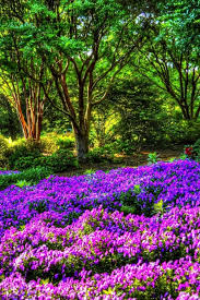 We have a massive amount of desktop and mobile backgrounds. Earth Flower 640x960 Wallpaper Id 721617 Mobile Abyss