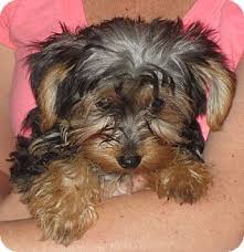 Find puppies for sale and adoption, dogs for sale and adoption, yorkshire terriers, siberian husky puppies, bulldogs, german shepherds, labrador three months old yorkie puppies (approximately 3 lbs when full grown) big round eyes, short nose, short legs, exceptional quality puppies, current on. Pin On Yorkies