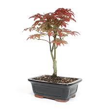 We did not find results for: Japanese Red Maple Bonsai Tree