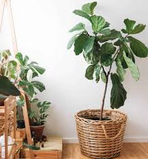 Fiddle leaf fig care information. Why Do Fiddle Leaf Fig Leaves Fall Off Indoor Plants World