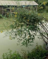 Image result for Aeschynomene sp. B