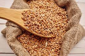 6 facts that you don't know about farro grain - Be Still Farms- Real, Fine  Organics