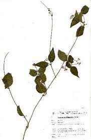 Image result for Secamone africana